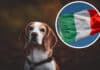 Große Erleichterung: Beagle-Hündin Daisy nach langer Suche im Kanaltal aufgefunden