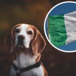 Große Erleichterung: Beagle-Hündin Daisy nach langer Suche im Kanaltal aufgefunden