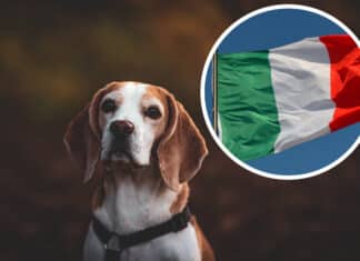 Große Erleichterung: Beagle-Hündin Daisy nach langer Suche im Kanaltal aufgefunden