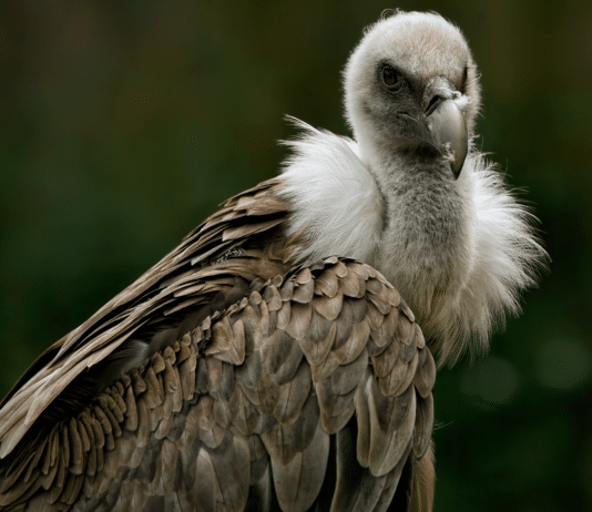 Rätsel um tote Gänsegeier im Lesachtal