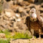 Vergiftete Gänsegeier: Waren Wölfe das eigentliche Ziel?