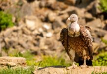 Vergiftete Gänsegeier: Waren Wölfe das eigentliche Ziel?