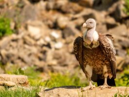 Vergiftete Gänsegeier: Waren Wölfe das eigentliche Ziel?