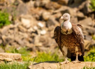 Vergiftete Gänsegeier: Waren Wölfe das eigentliche Ziel?