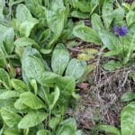 Wulfenia steht in voller Blüte