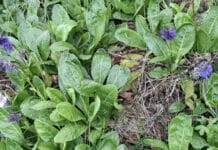 Wulfenia steht in voller Blüte