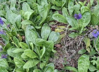 Wulfenia steht in voller Blüte