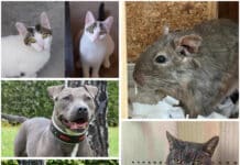 Diese Tierheim-Schützlinge hoffen auf ihre zweite Chance