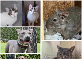 Diese Tierheim-Schützlinge hoffen auf ihre zweite Chance