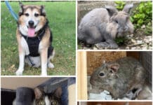 Tierheim Villach: Diese Schützlinge warten auf ein liebevolles Zuhause