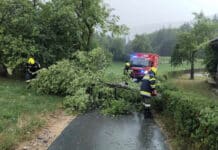 Umgestürzte Bäume sorgen für mehrere Feuerwehreinsätze