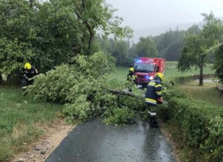 Umgestürzte Bäume sorgen für mehrere Feuerwehreinsätze
