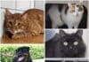 Wer schenkt ihnen ein Zuhause? Diese Tiere warten im Tierheim Villach