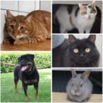 Wer schenkt ihnen ein Zuhause? Diese Tiere warten im Tierheim Villach
