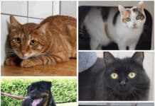 Wer schenkt ihnen ein Zuhause? Diese Tiere warten im Tierheim Villach