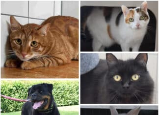 Wer schenkt ihnen ein Zuhause? Diese Tiere warten im Tierheim Villach