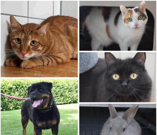 Wer schenkt ihnen ein Zuhause? Diese Tiere warten im Tierheim Villach
