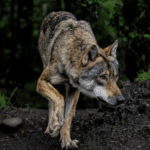 „Erfolgreiches Wolfsmanagement“? Verein Wölfe in Österreich widerspricht