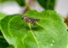 Heiße Sommer verändern die Insektenwelt: Weniger Gelsen, mehr Bremsen und neue Mückenarten