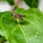 Heiße Sommer verändern die Insektenwelt: Weniger Gelsen, mehr Bremsen und neue Mückenarten