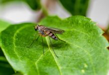 Heiße Sommer verändern die Insektenwelt: Weniger Gelsen, mehr Bremsen und neue Mückenarten