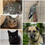 Ein neues Zuhause, ein neues Glück: Diese Tierheim-Schützlinge warten auf ihre Herzensmenschen