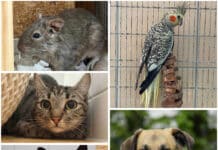 Ein neues Zuhause, ein neues Glück: Diese Tierheim-Schützlinge warten auf ihre Herzensmenschen