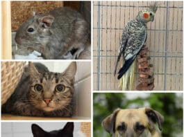 Ein neues Zuhause, ein neues Glück: Diese Tierheim-Schützlinge warten auf ihre Herzensmenschen
