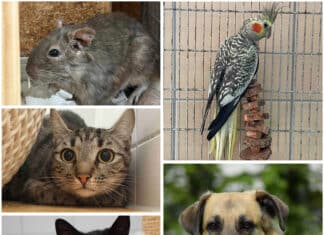 Ein neues Zuhause, ein neues Glück: Diese Tierheim-Schützlinge warten auf ihre Herzensmenschen