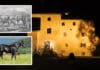 Tollkühne Reiter, gewiefte Händler und erfolgreiche Züchter – Pferdezuchtgeschichte im GailtalMuseum!
