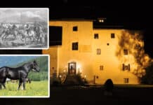Tollkühne Reiter, gewiefte Händler und erfolgreiche Züchter – Pferdezuchtgeschichte im GailtalMuseum!