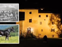 Tollkühne Reiter, gewiefte Händler und erfolgreiche Züchter – Pferdezuchtgeschichte im GailtalMuseum!