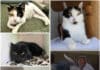 Auf der Suche nach ihren Menschen: Diese Tiere warten im Tierheim Villach