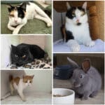 Auf der Suche nach ihren Menschen: Diese Tiere warten im Tierheim Villach