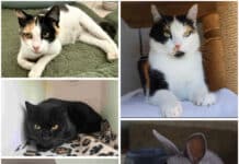 Auf der Suche nach ihren Menschen: Diese Tiere warten im Tierheim Villach