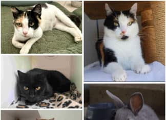 Auf der Suche nach ihren Menschen: Diese Tiere warten im Tierheim Villach