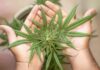 Lienz: Polizei hebt Cannabis-Plantage in Wohnung aus