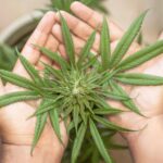 Lienz: Polizei hebt Cannabis-Plantage in Wohnung aus