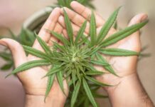 Lienz: Polizei hebt Cannabis-Plantage in Wohnung aus
