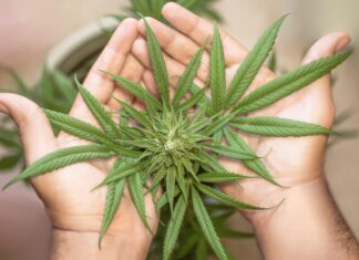 Lienz: Polizei hebt Cannabis-Plantage in Wohnung aus