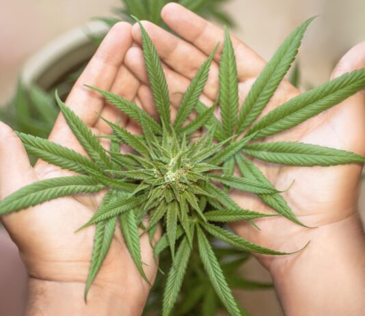 Lienz: Polizei hebt Cannabis-Plantage in Wohnung aus