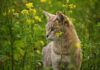 Große Nachfrage: Kärnten erweitert Streunerkatzen-Kastrationsprojekt