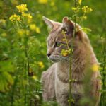 Große Nachfrage: Kärnten erweitert Streunerkatzen-Kastrationsprojekt
