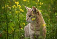 Große Nachfrage: Kärnten erweitert Streunerkatzen-Kastrationsprojekt