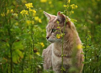 Große Nachfrage: Kärnten erweitert Streunerkatzen-Kastrationsprojekt