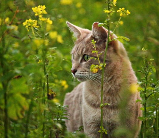 Große Nachfrage: Kärnten erweitert Streunerkatzen-Kastrationsprojekt