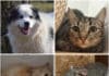 Wer schenkt ihnen ein Zuhause? Diese Tiere warten im Tierheim Villach