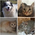 Wer schenkt ihnen ein Zuhause? Diese Tiere warten im Tierheim Villach