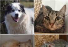Wer schenkt ihnen ein Zuhause? Diese Tiere warten im Tierheim Villach