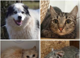 Wer schenkt ihnen ein Zuhause? Diese Tiere warten im Tierheim Villach